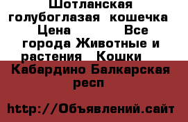 Шотланская голубоглазая  кошечка › Цена ­ 5 000 - Все города Животные и растения » Кошки   . Кабардино-Балкарская респ.